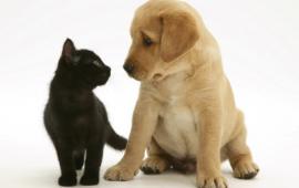 Black cat on the left looking at a golden puppy to its right