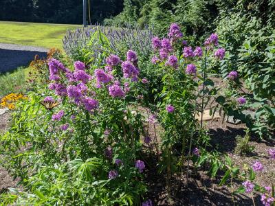Pollinator plants in bloom